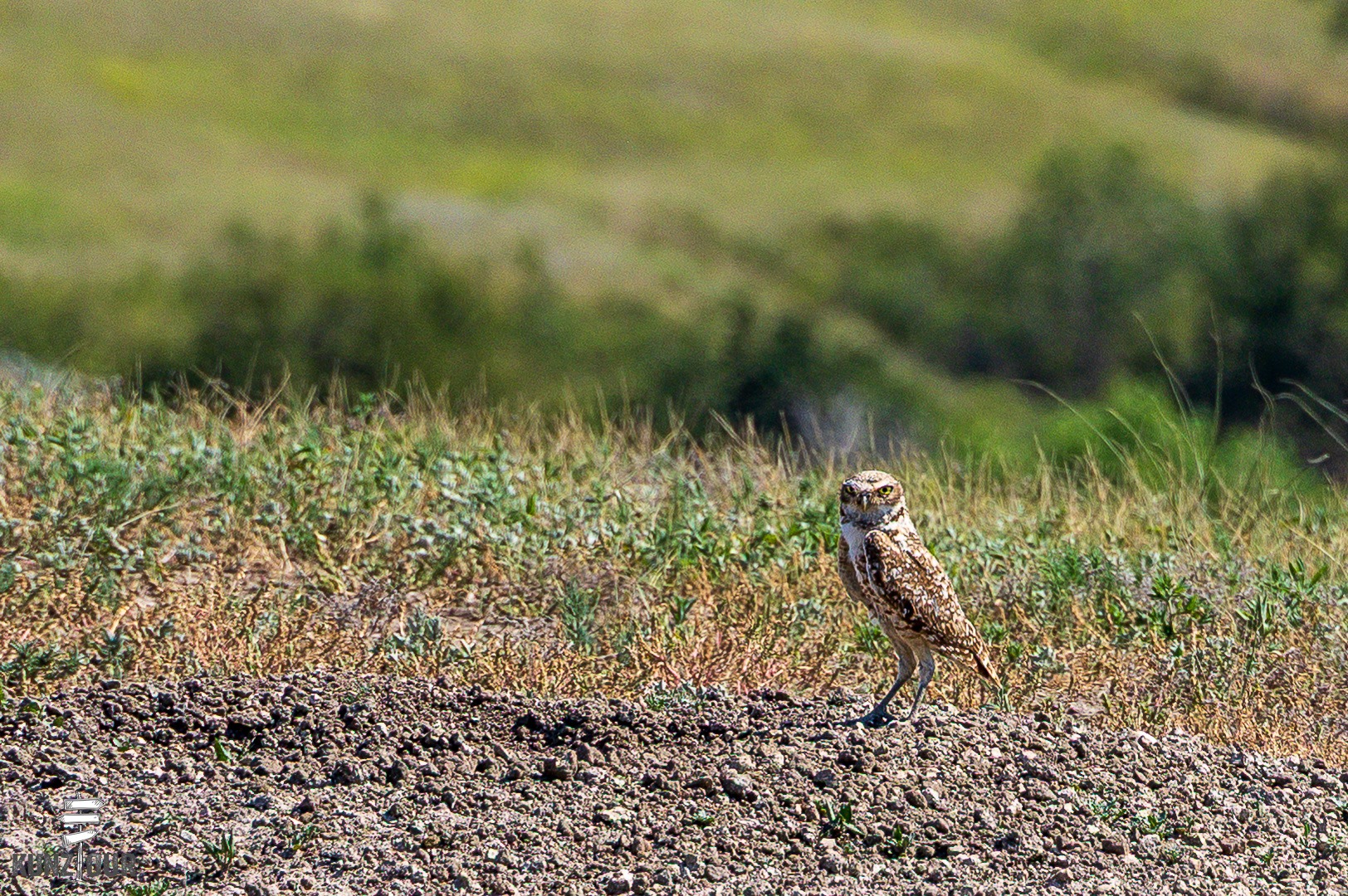 2026_US_South-Dakota_Badlands-NP-9038