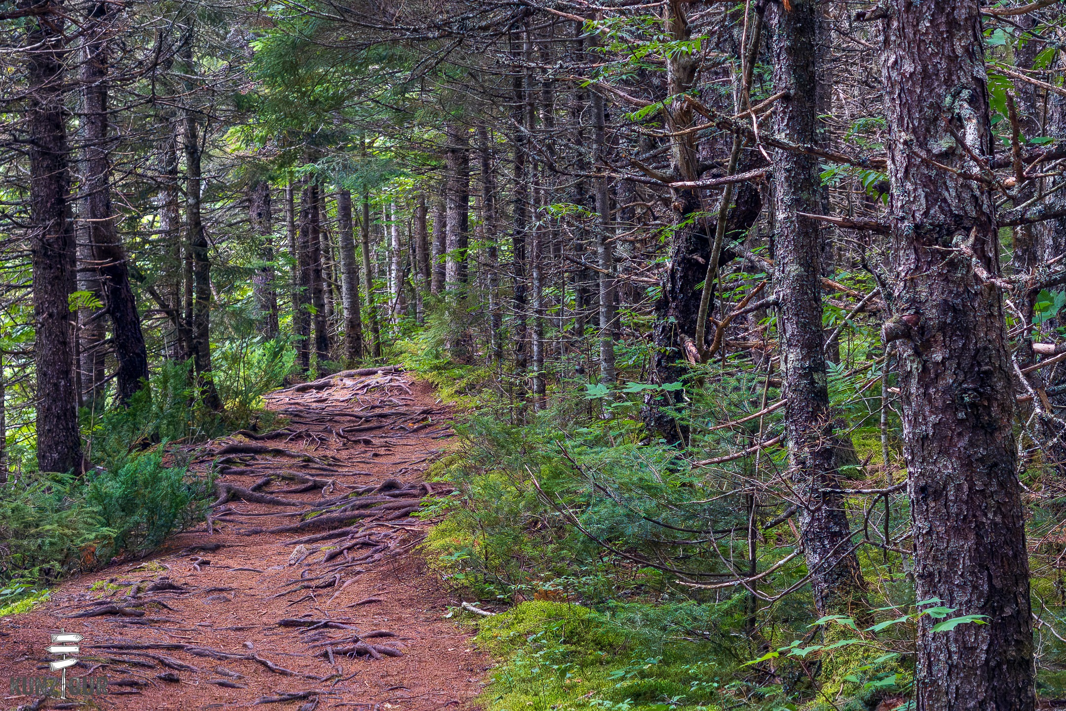 2026_CA_New-Brunswick_Fundy-NP_Laverty-Falls-Trail-3242