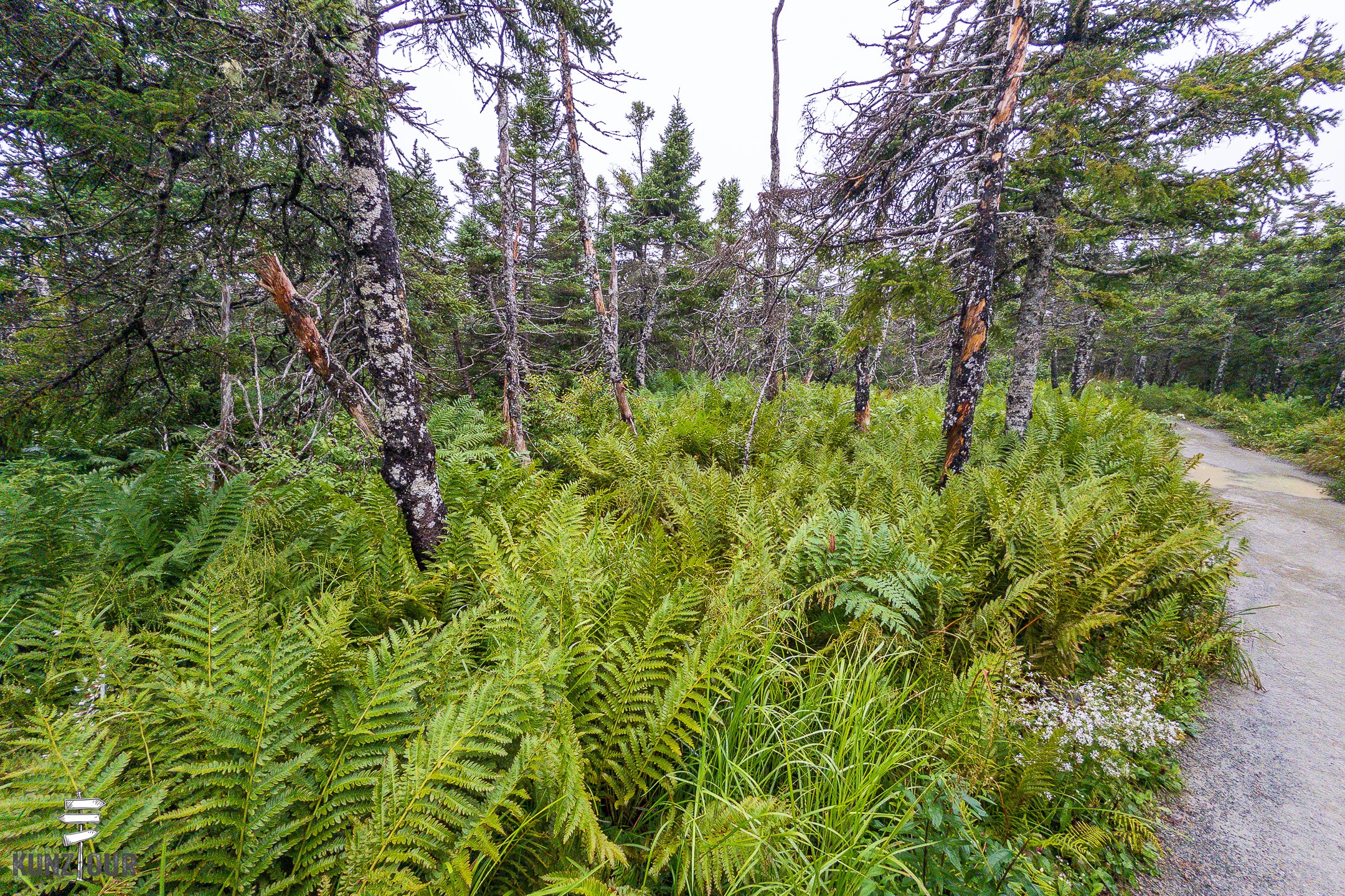 2026_CA_Nova-Scotia_Cape-Breton_Cabot-Trail_Skyline-Trail-3740