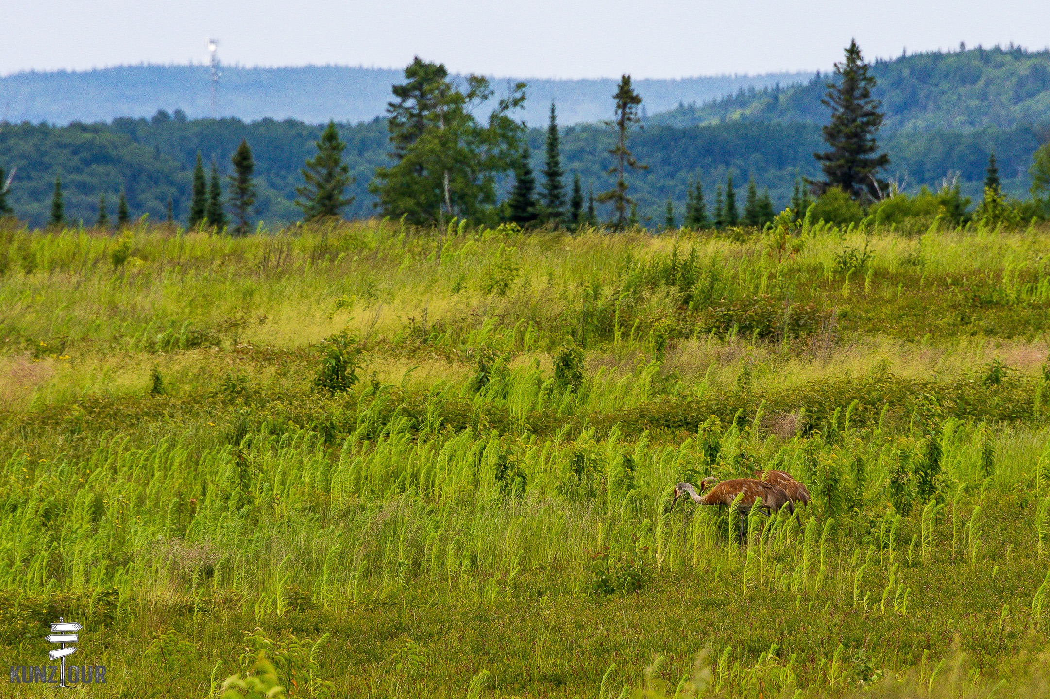 2026_CA_Ontario_Wawa-9201
